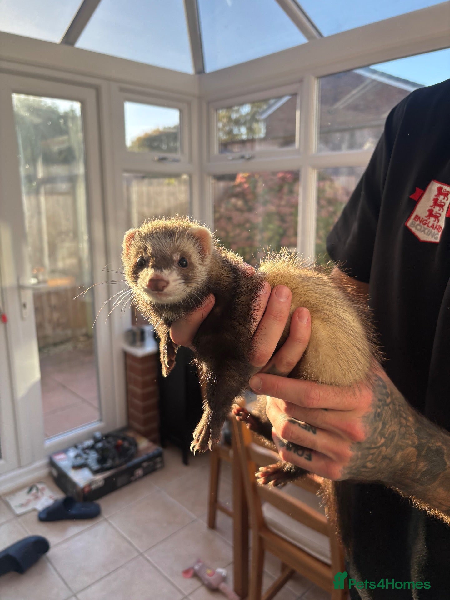 Ferret rodents 13 week old Female Ferret - Advert 3