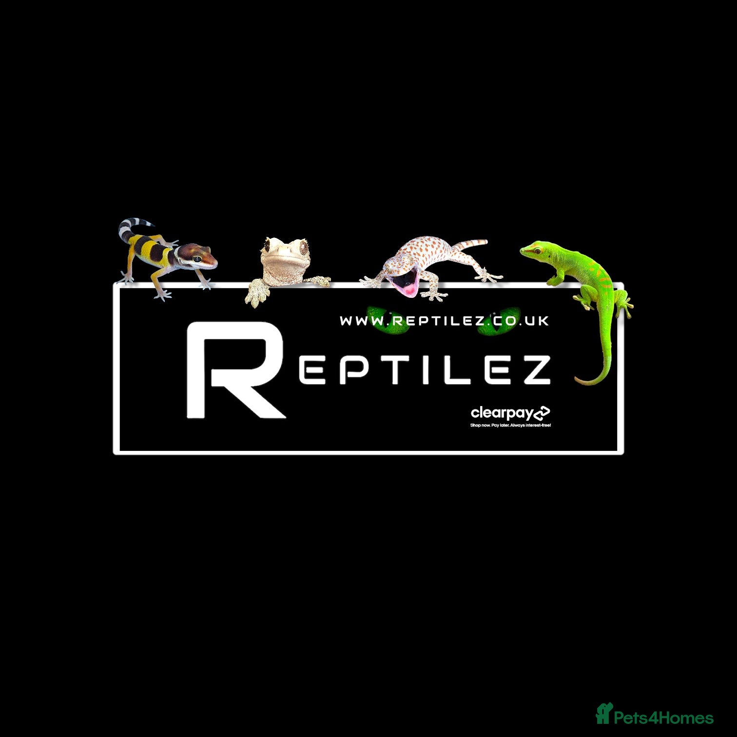 Gecko reptiles GECKO BABIES - Advert 5