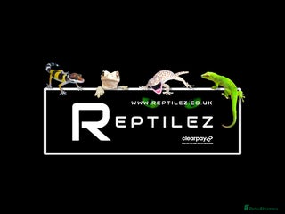 Gecko reptiles GECKO BABIES - Advert 5