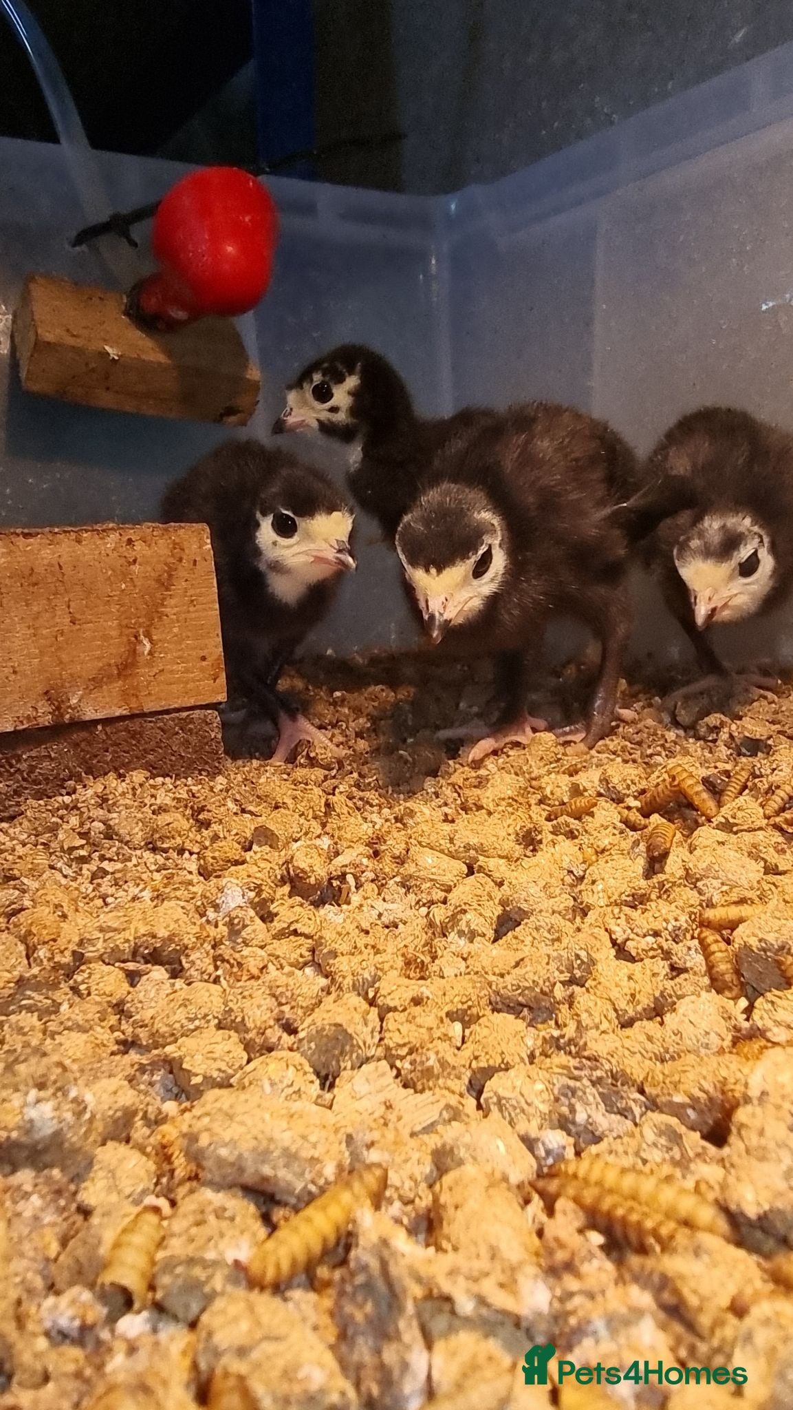 Turkeys poultry Norfolk Black Turkey Poults - Hatched 17th July - Advert 1