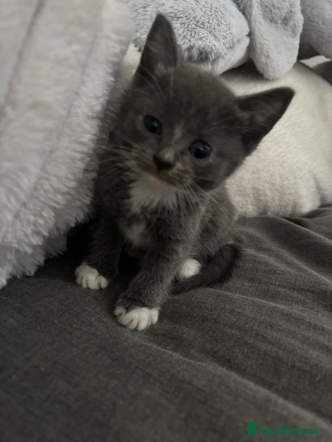 Ragdoll cats for sale: READY SOON! -ragdoll x British long hair  - Image 4