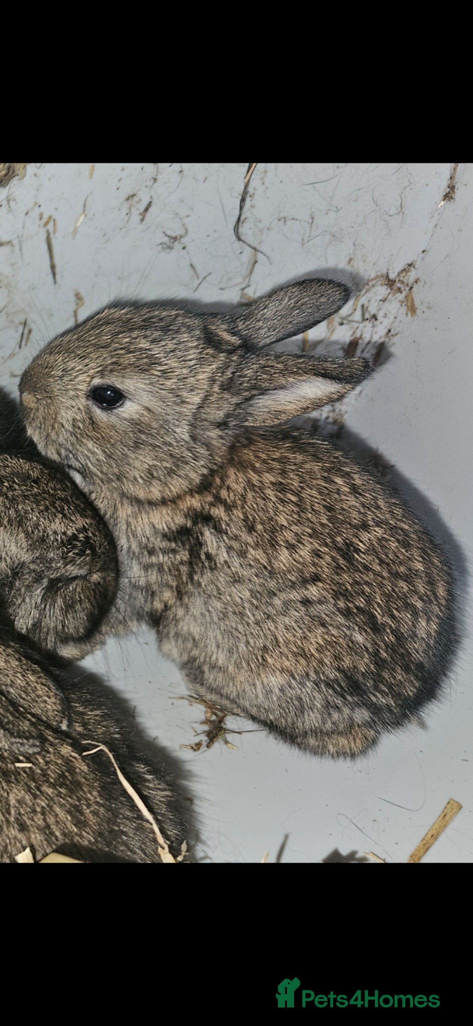 Mixed Breed rabbits Beautiful baby rabbits for sale - Advert 1