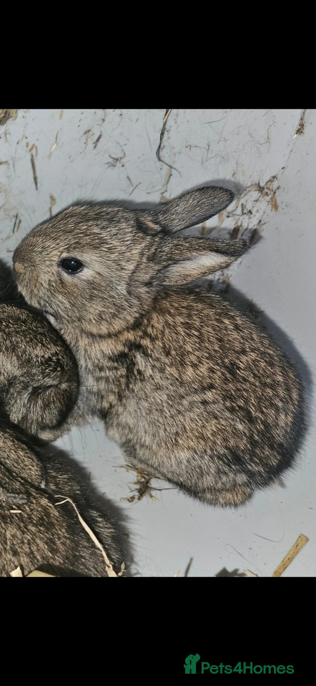 Mixed Breed rabbits for sale: Beautiful baby rabbits for sale in Prenton - Advert 1
