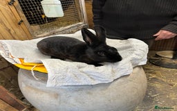 Rex rabbits for sale: 2 standard rex bucks - Image 1