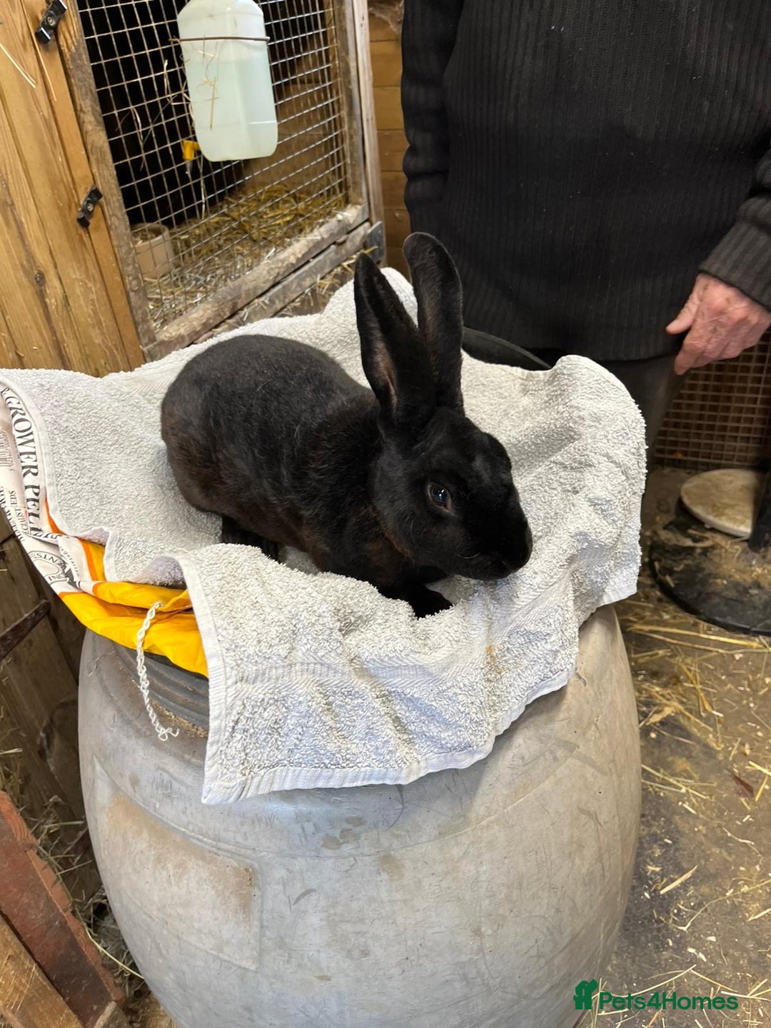 Rex rabbits for sale: 2 standard rex bucks - Image 1