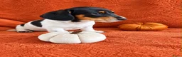 Miniature Dachshund dogs for sale:  Mini dachshunds female  - Advert 6