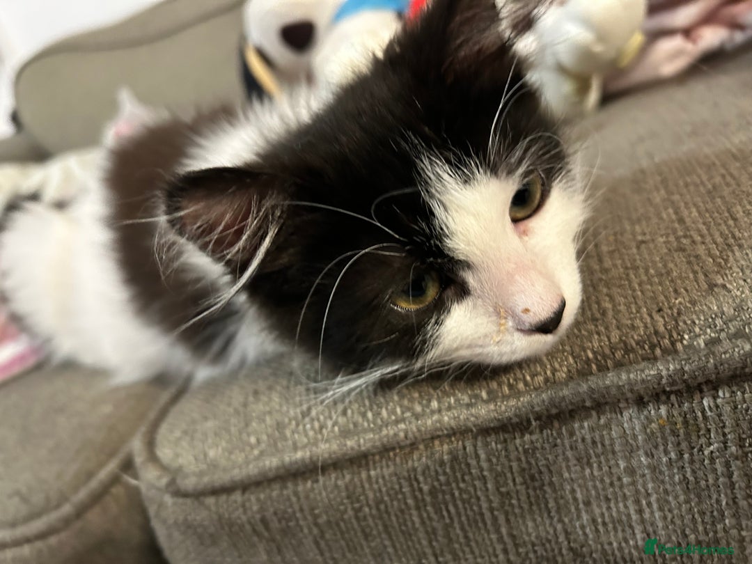 Mixed Breed cats for sale: 2’ beautiful male kittens - Advert 3