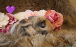 Mini Lop rabbits for sale: 🐇🌿Mini Lops kits🌿🐇 - Image 2
