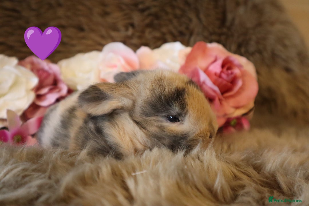 Mini Lop rabbits for sale: 🐇🌿Mini Lops kits🌿🐇 - Image 2