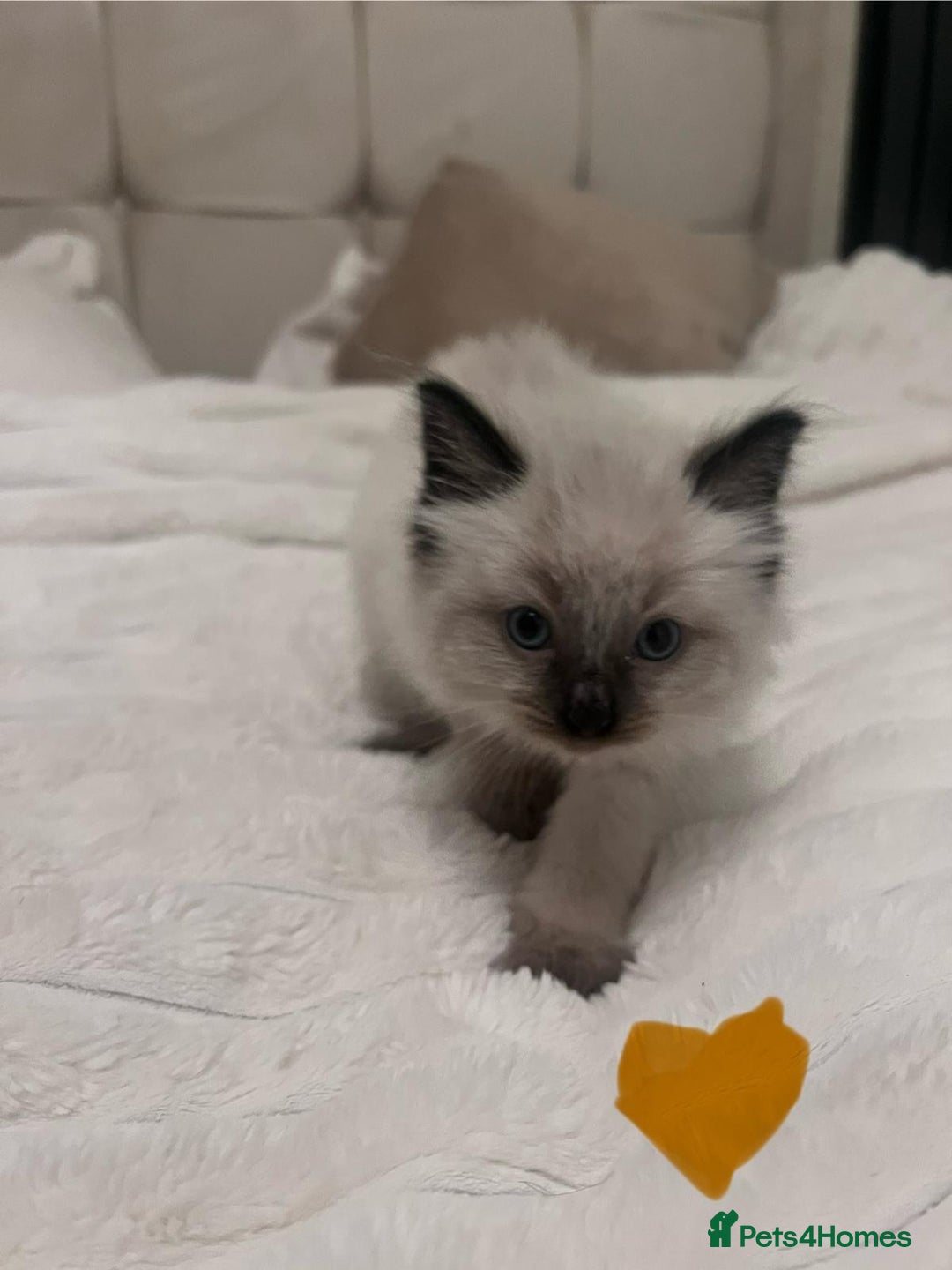 Ragdoll cats for sale: 4 gorgeous Ragdoll kittens for sale - Advert 25
