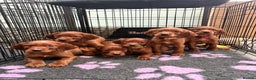 Irish Setter dogs for sale: ❤️🇮🇪Irish setter pups🇮🇪❤️ - Advert 5