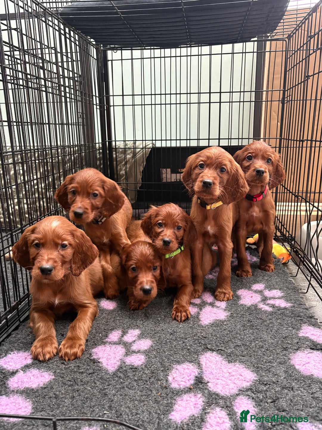 Irish Setter dogs for sale: ❤️🇮🇪Irish setter pups🇮🇪❤️ - Advert 5