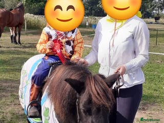 Shetland pony horses Two lovely mares- loan woth view to buy! - Advert 1