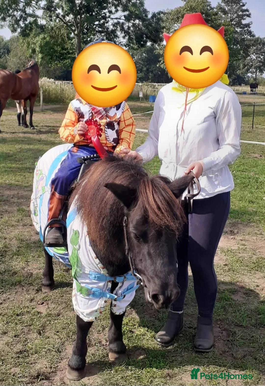 Shetland pony horses for sale: Two lovely mares- loan woth view to buy! - Advert 1