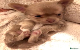 Chihuahua dogs for sale: Beautiful mink lilac chihuahua puppy - Image 2