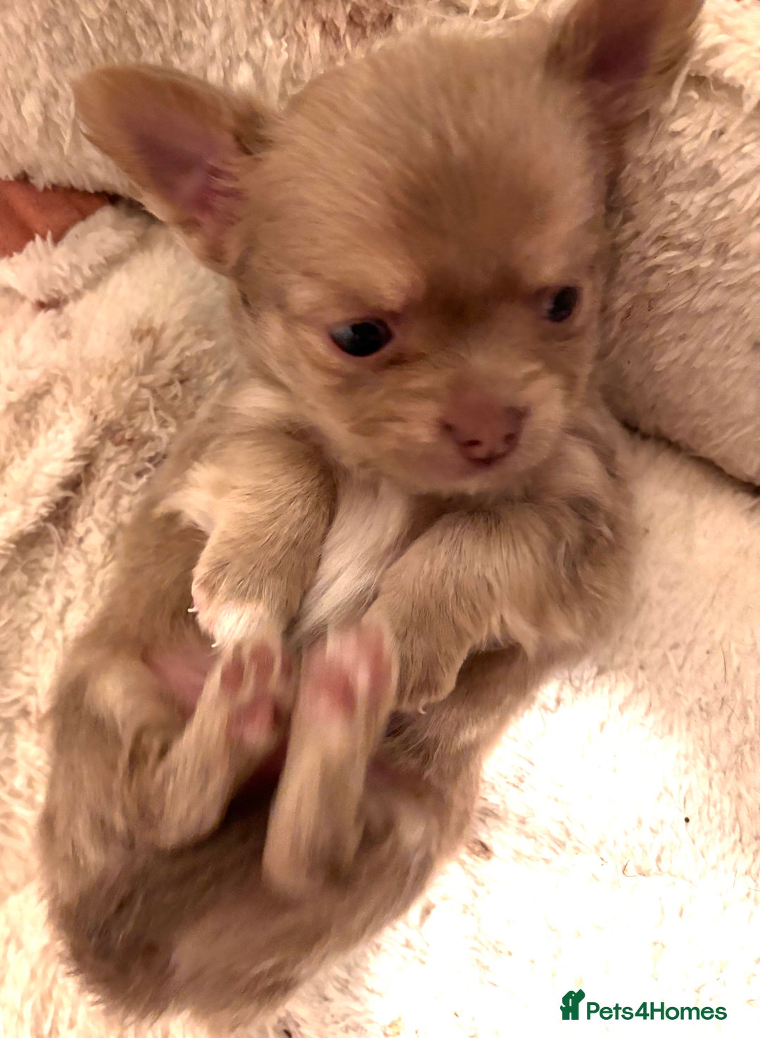 Chihuahua dogs for sale: Beautiful mink lilac chihuahua puppy - Image 2