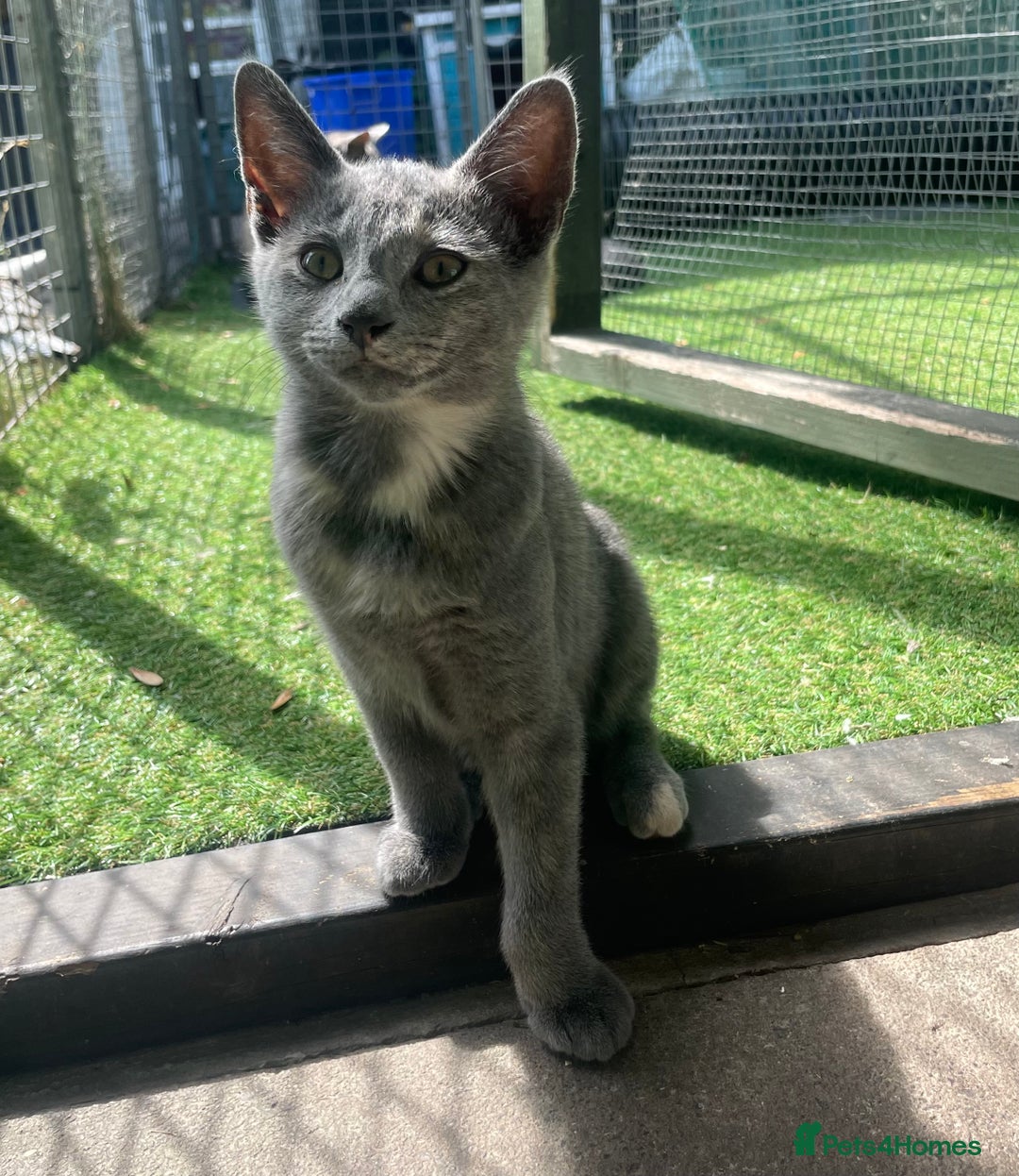 Domestic Shorthair cats for sale: Last 2 kittens available.  - Image 10
