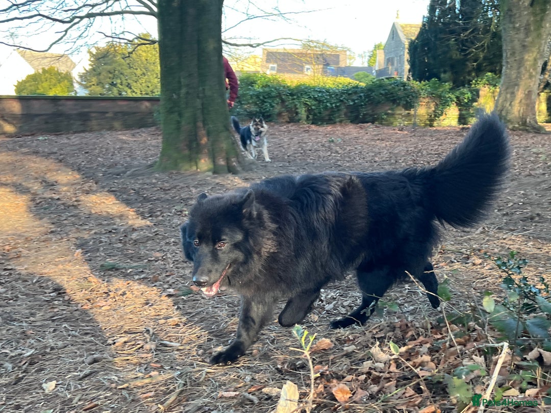 German Shepherd dogs for stud: Solid Black Long Coat German Shepherd Dog at Stud - Advert 5