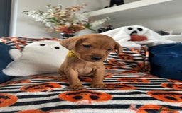 Labrador Retriever dogs for sale: Beautiful fox red Labrador pups - Image 19