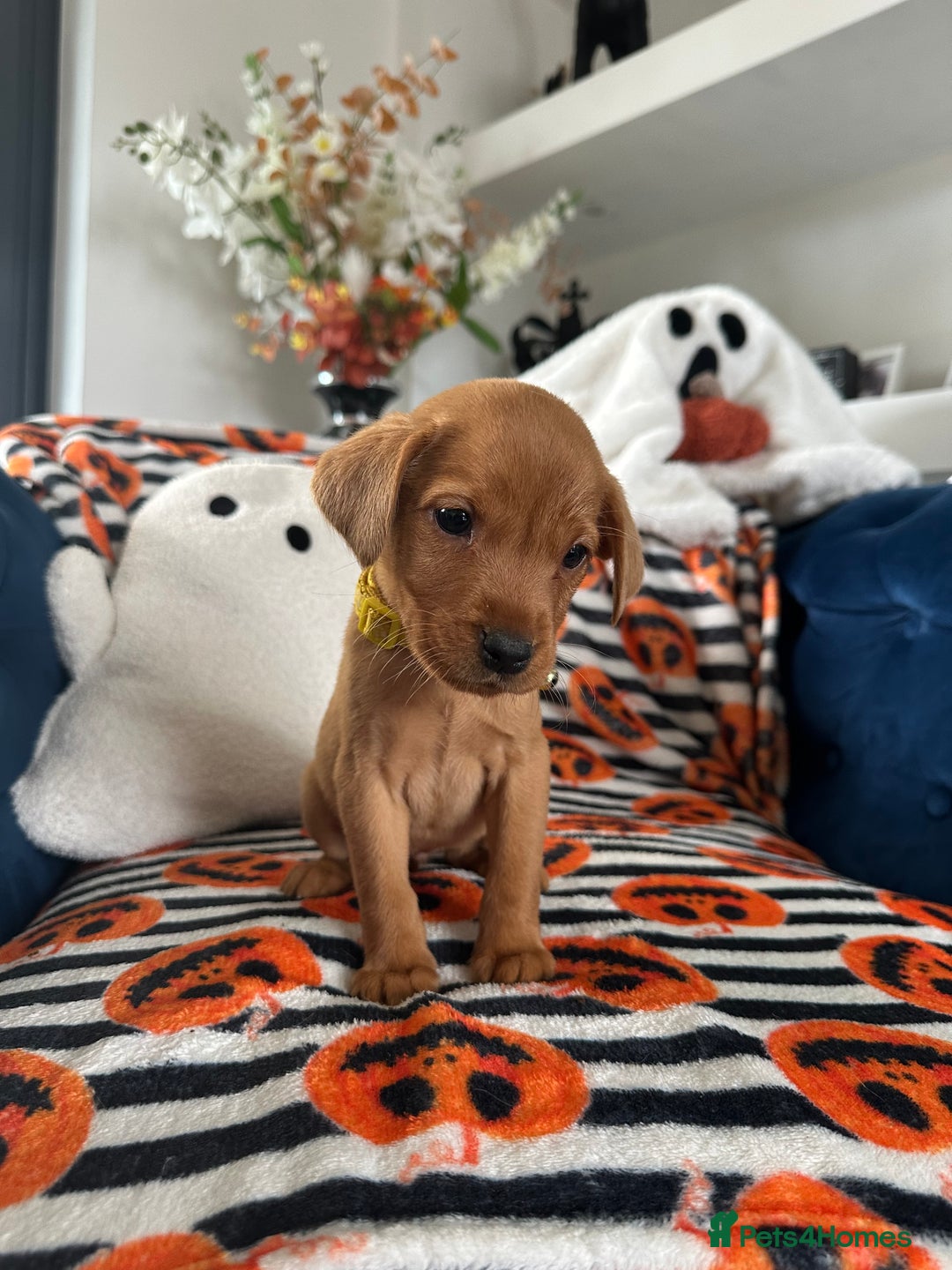 Labrador Retriever dogs for sale: Beautiful fox red Labrador pups - Image 19