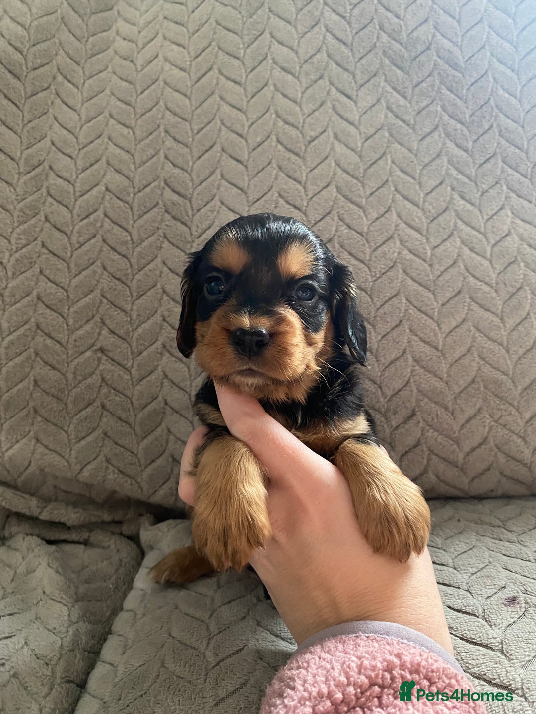 Cocker Spaniel dogs for sale: Working cocker spaniel puppies  - Image 17