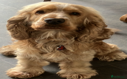 Cocker Spaniel dogs for stud: Albert the stud  - Image 6