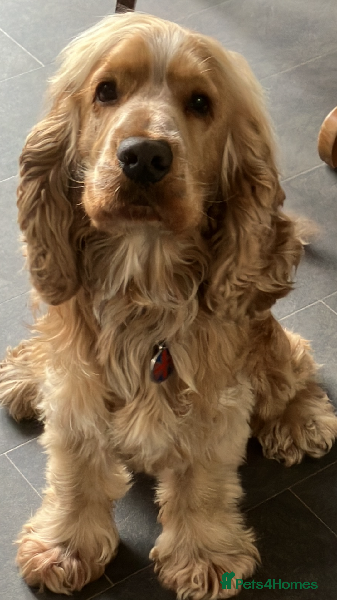 Cocker Spaniel dogs for stud: Albert the stud  - Image 6