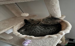 American Shorthair cats for sale: 6 month old tabby  - Image 5