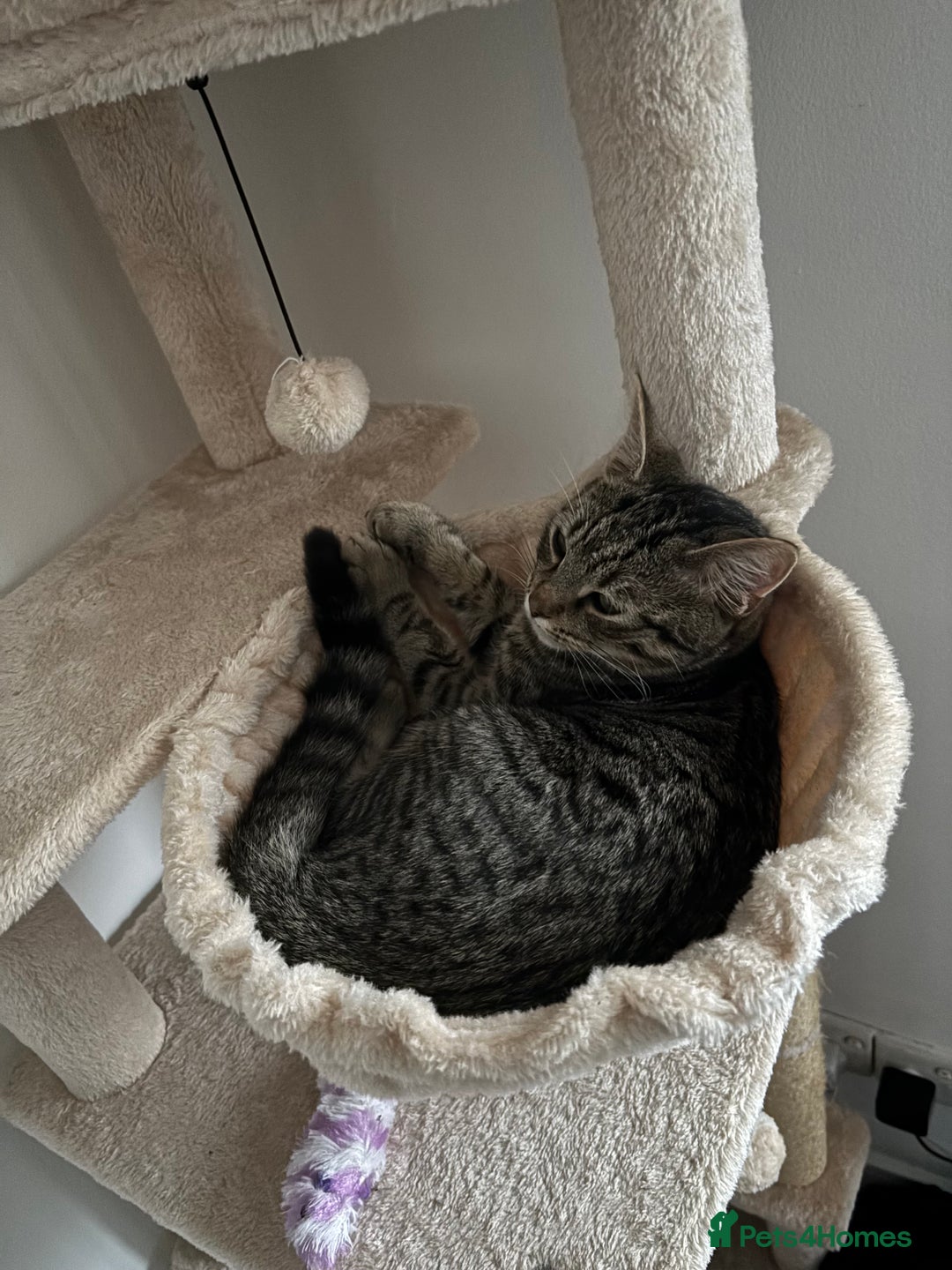 American Shorthair cats for sale: 6 month old tabby  - Image 5