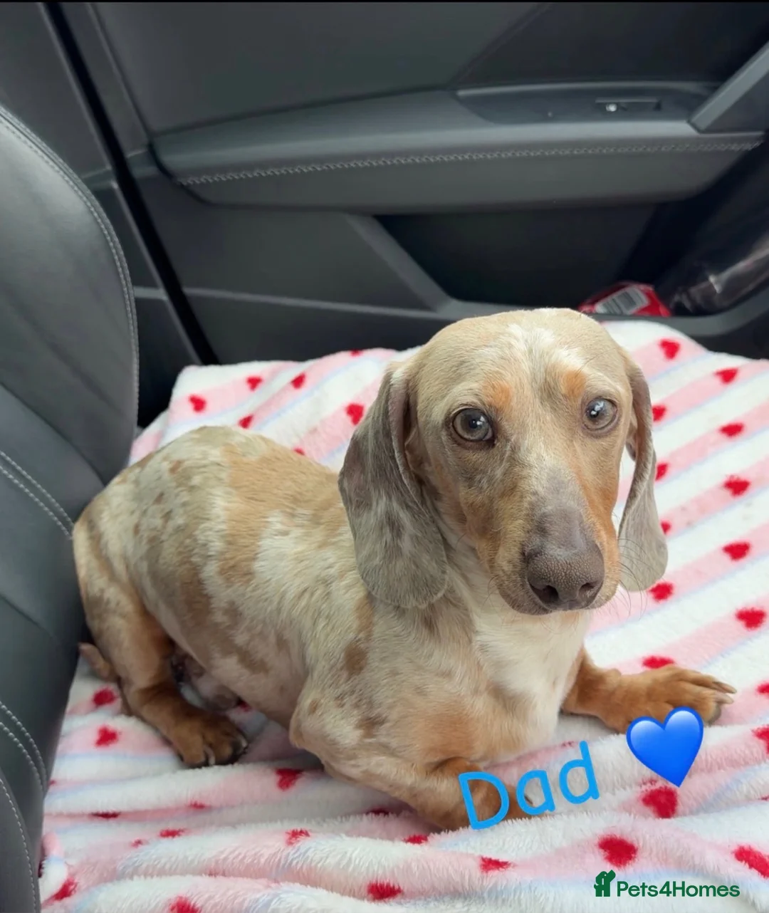 Dachshund dogs for sale: Miniature Dachshund Puppies - Advert 13