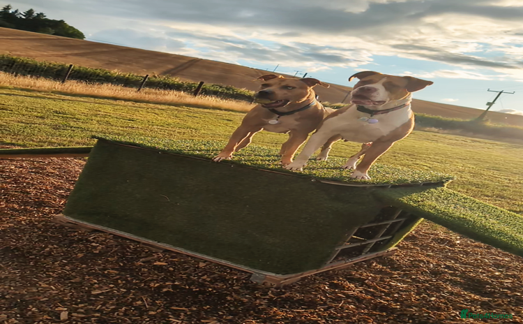 American Bull Staffy dogs - Advert 2