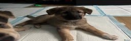 Mixed Breed dogs for sale: Gorgeous pups  - Advert 30