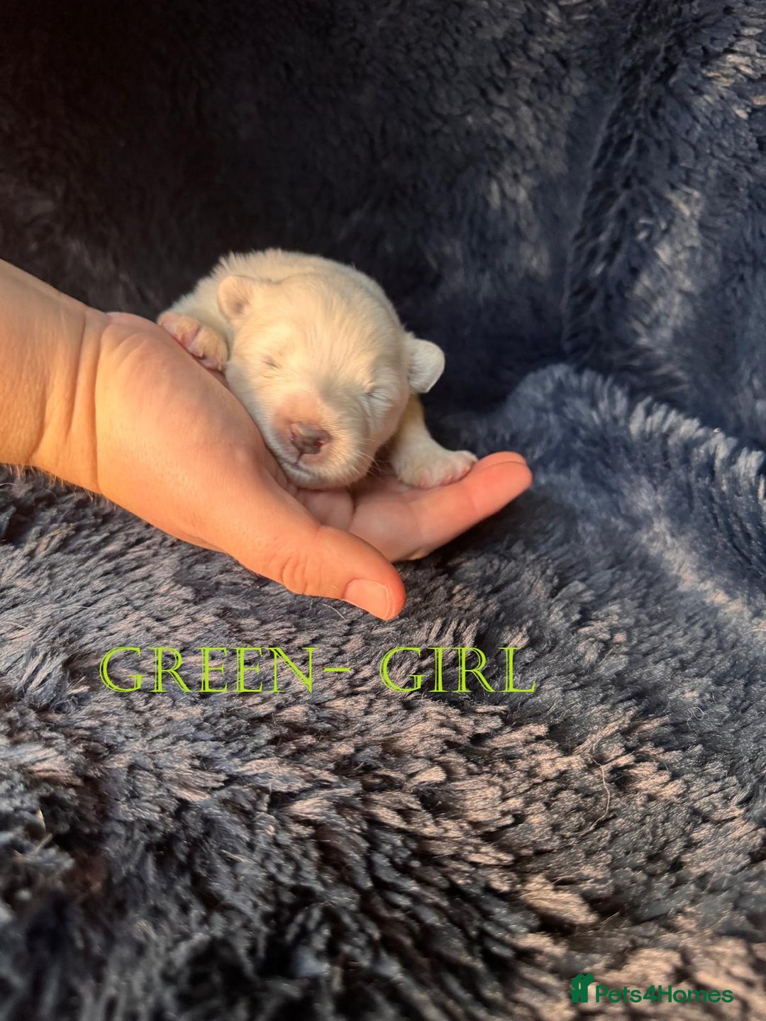 Samoyed dogs for sale: 🌟 Exceptional KC bear-faced Samoyed pups 🌟 - Advert 20