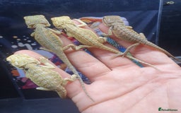 Dragon reptiles for sale: High end bearded dragons at pet prices  - Image 8