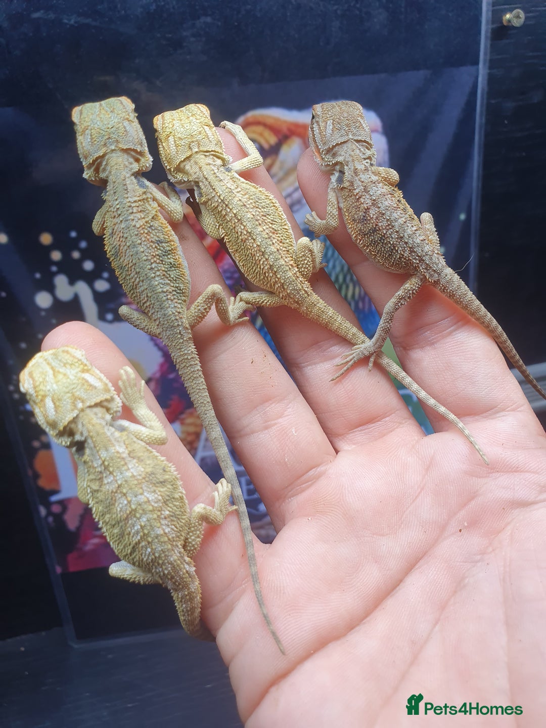 Dragon reptiles for sale: High end bearded dragons at pet prices  - Image 8