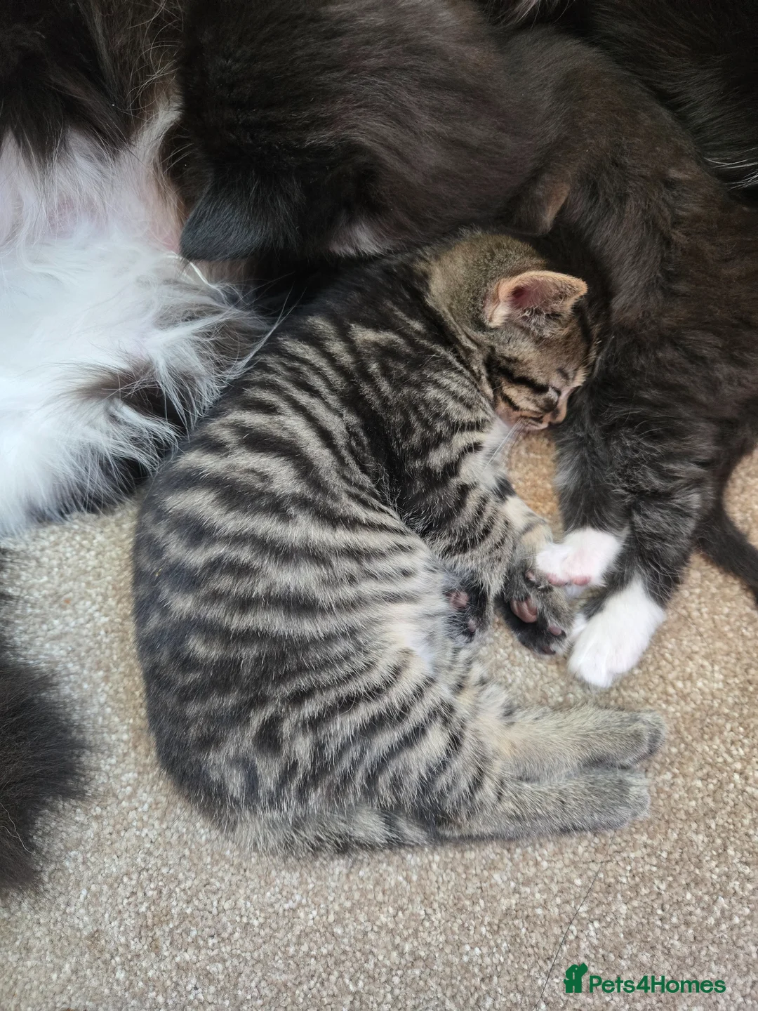 Mixed Breed cats for sale: Two male kittens for sale one black&White/tabby in Clacton-on-Sea - Advert 9
