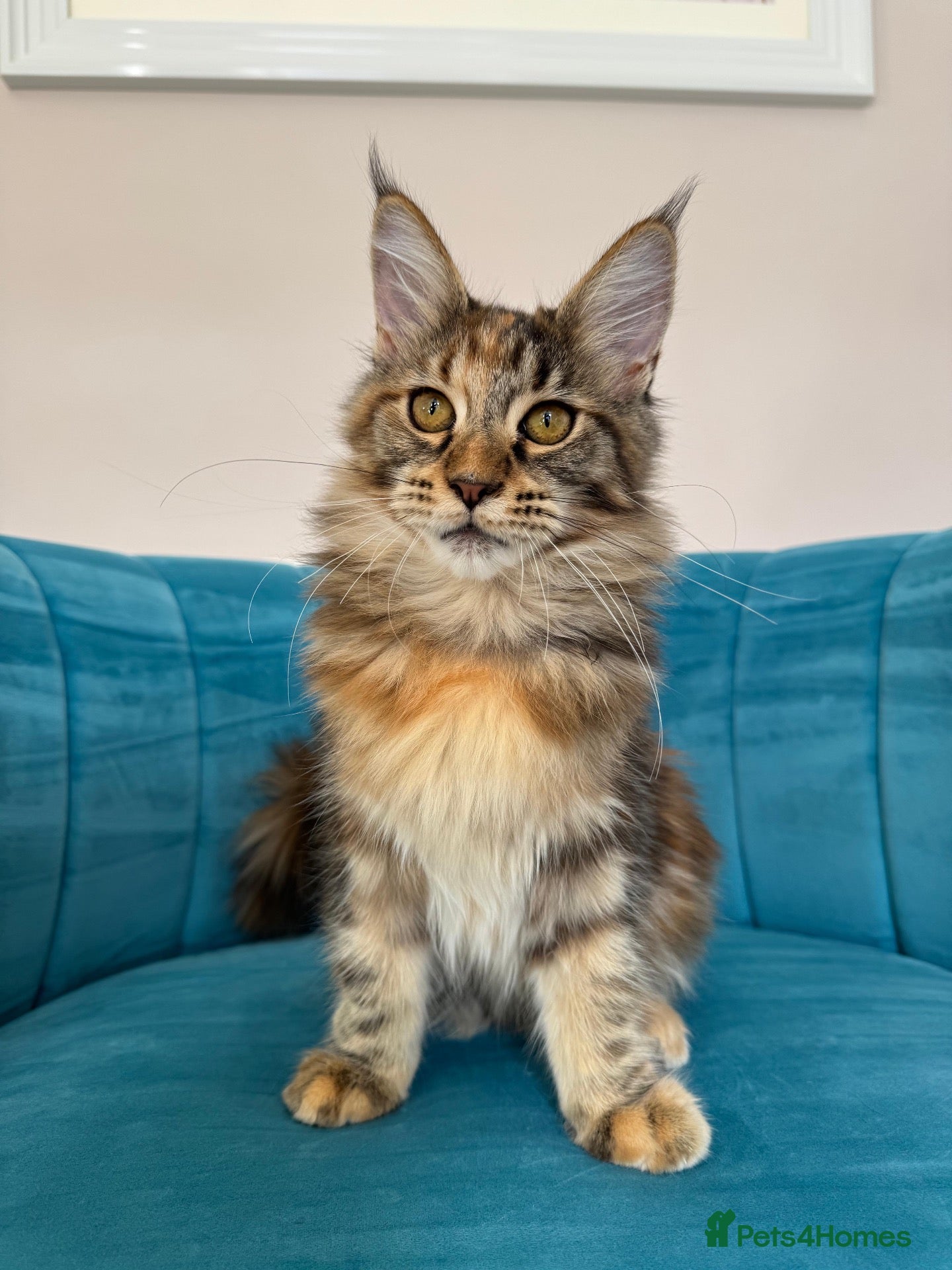 Maine Coon cats TICA Pedigree Registered Maine Coon Kittens - Advert 1