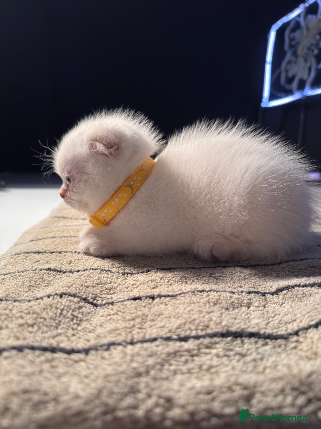 Scottish Fold cats for sale: ⭐️ Beautiful Scottish Folds ⭐️ - Image 7