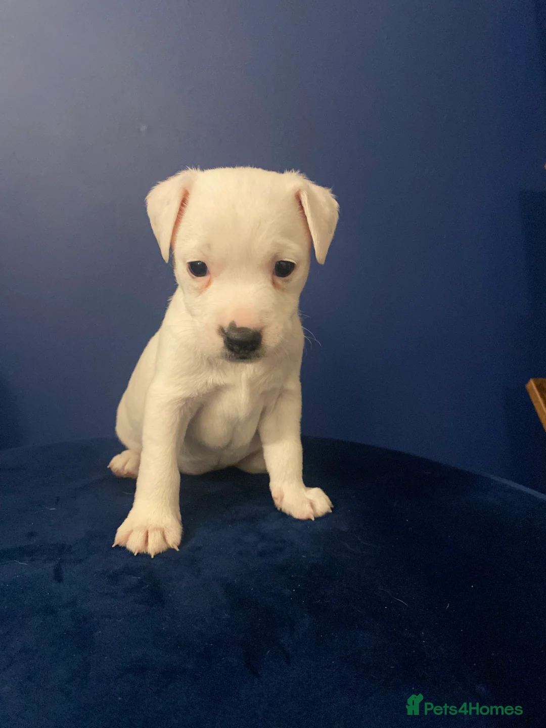 Jack Russell dogs for sale: Parson type Jack Russell pups - Advert 4