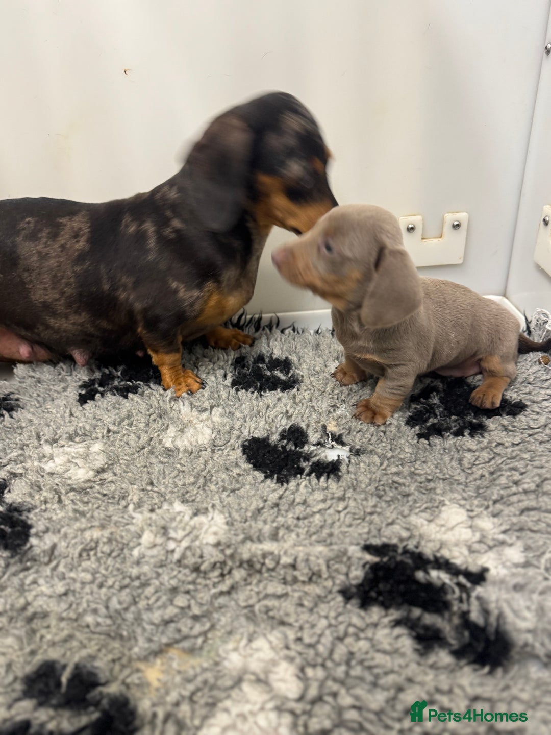 Miniature Dachshund dogs for sale: PRA clear. Isabella tan female (singleton) - Image 7