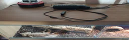 Bearded Dragon reptiles for sale: Bearded dragon for sale  in Coventry - Advert 5
