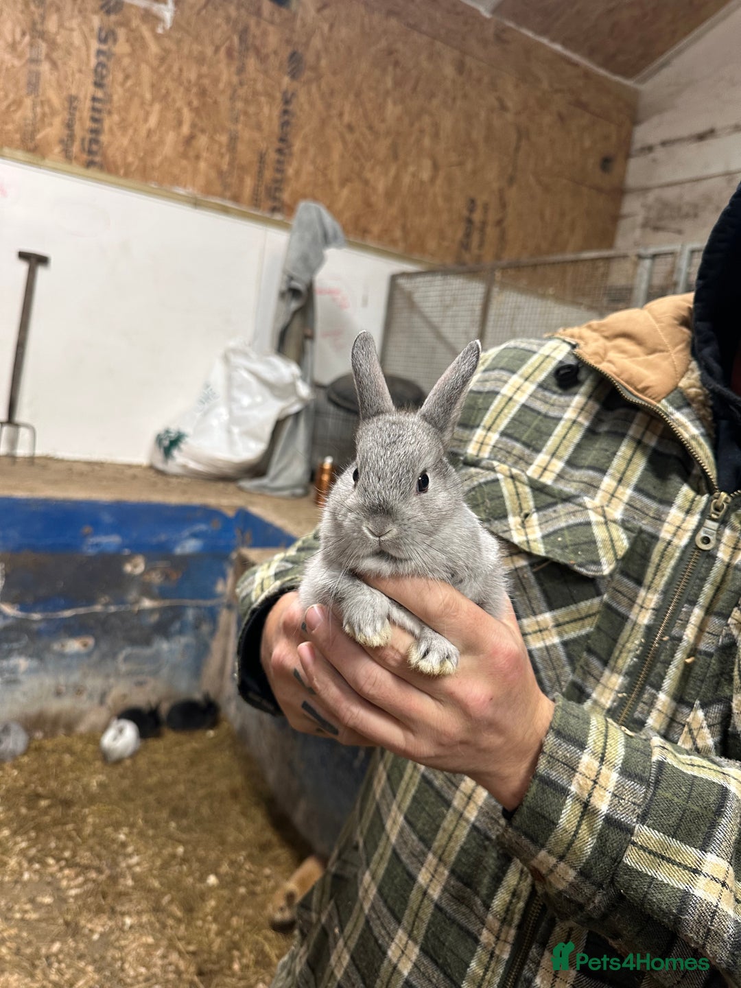 Netherland Dwarf rabbits for sale: Lots of netherland dwarfs for sale - Advert 14