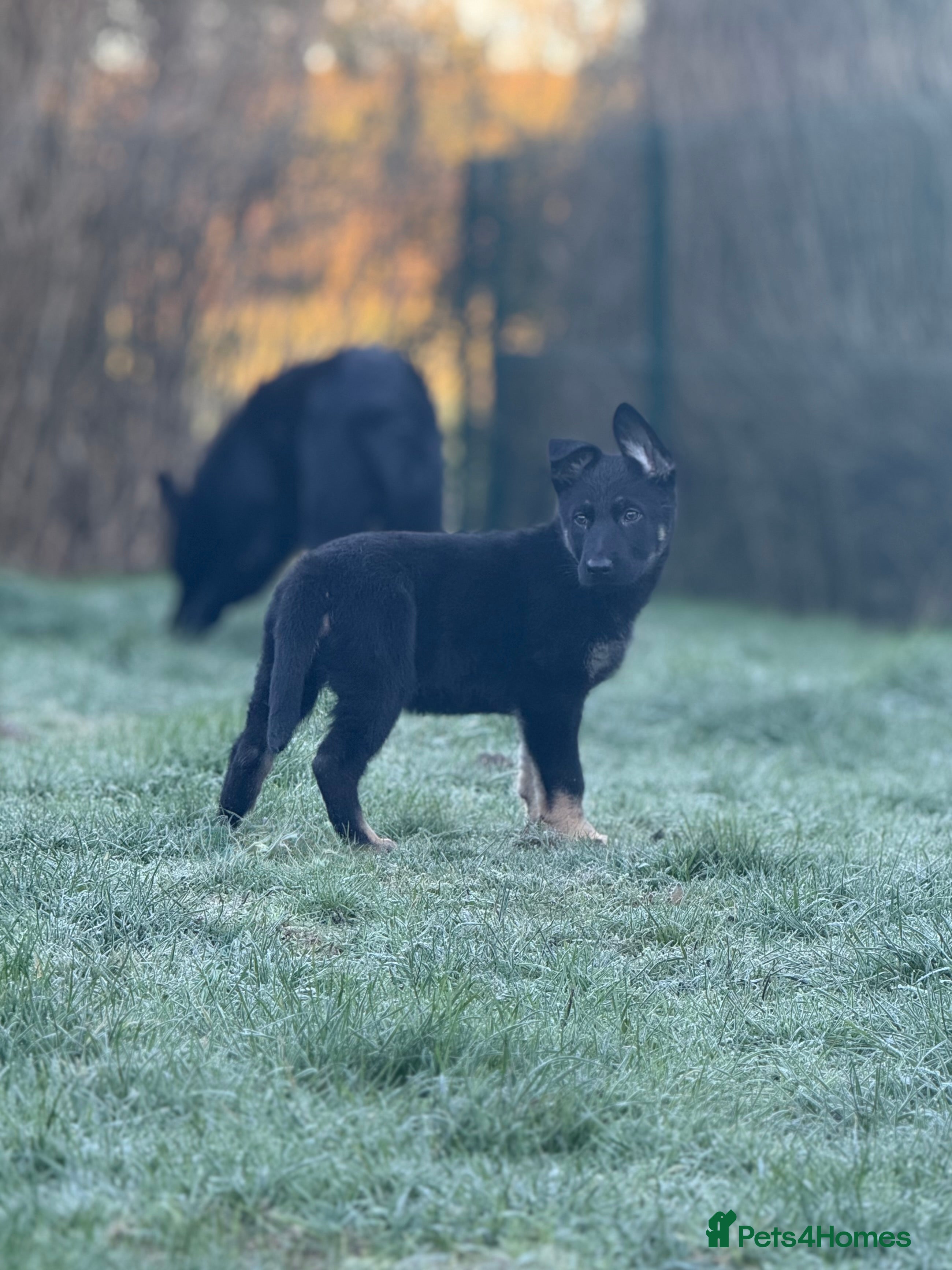 German Shepherd dogs German Shepherd Puppies - Advert 1