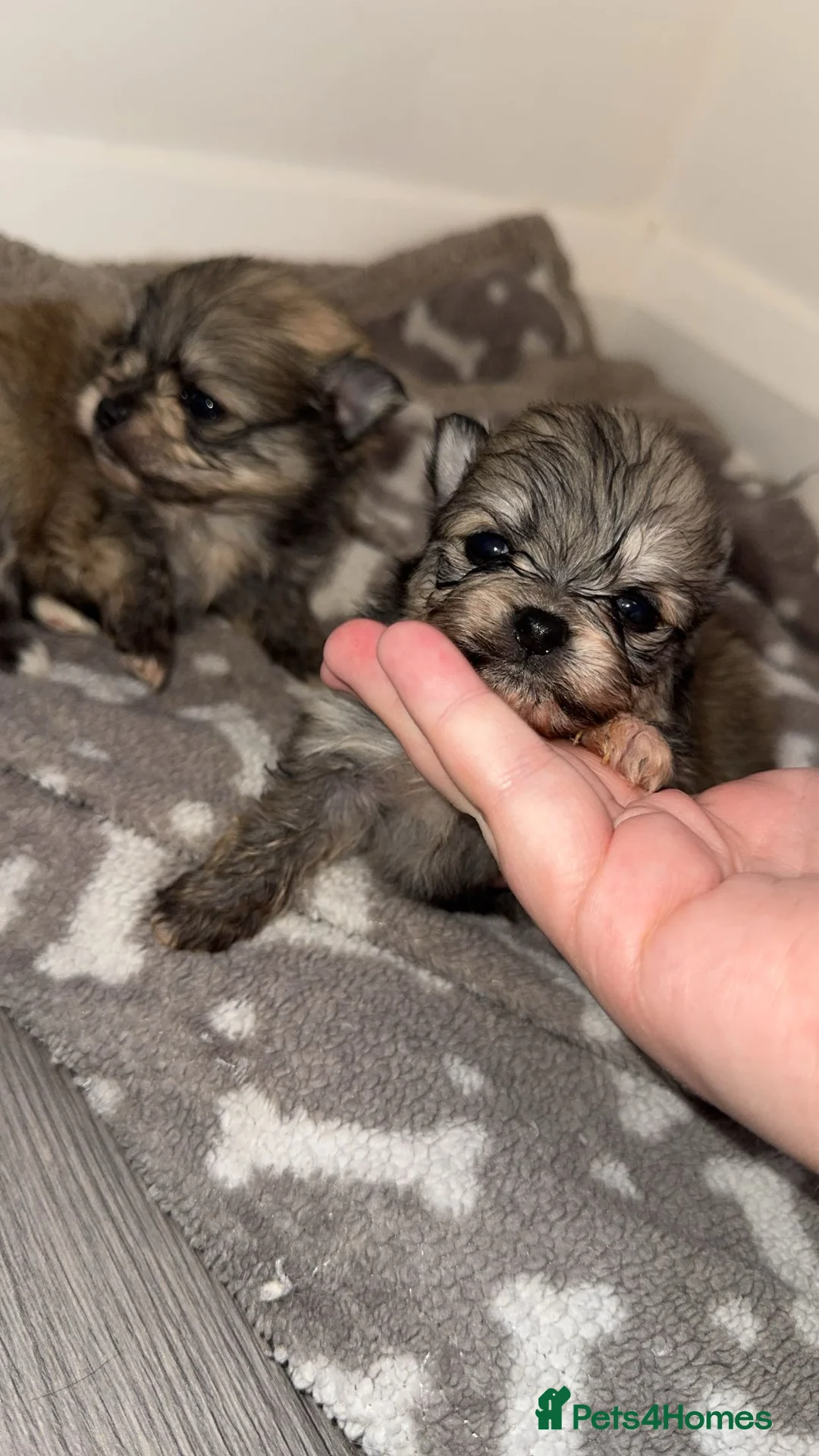 Pomeranian dogs for sale: 🎀Purebred Pomeranians🎀 - Advert 19