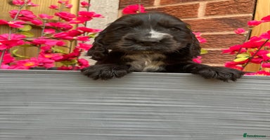 Cocker Spaniel dogs - Advert 6