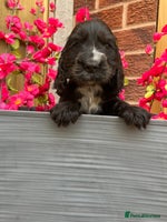 Cocker Spaniel dogs - Advert 6
