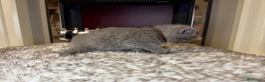British Shorthair 3