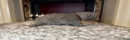 British Shorthair cats for sale: British shorthair kittens  - Advert 10