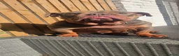 English Bulldog dogs for sale: KC registered English Bulldog  in North Shields - Advert 5