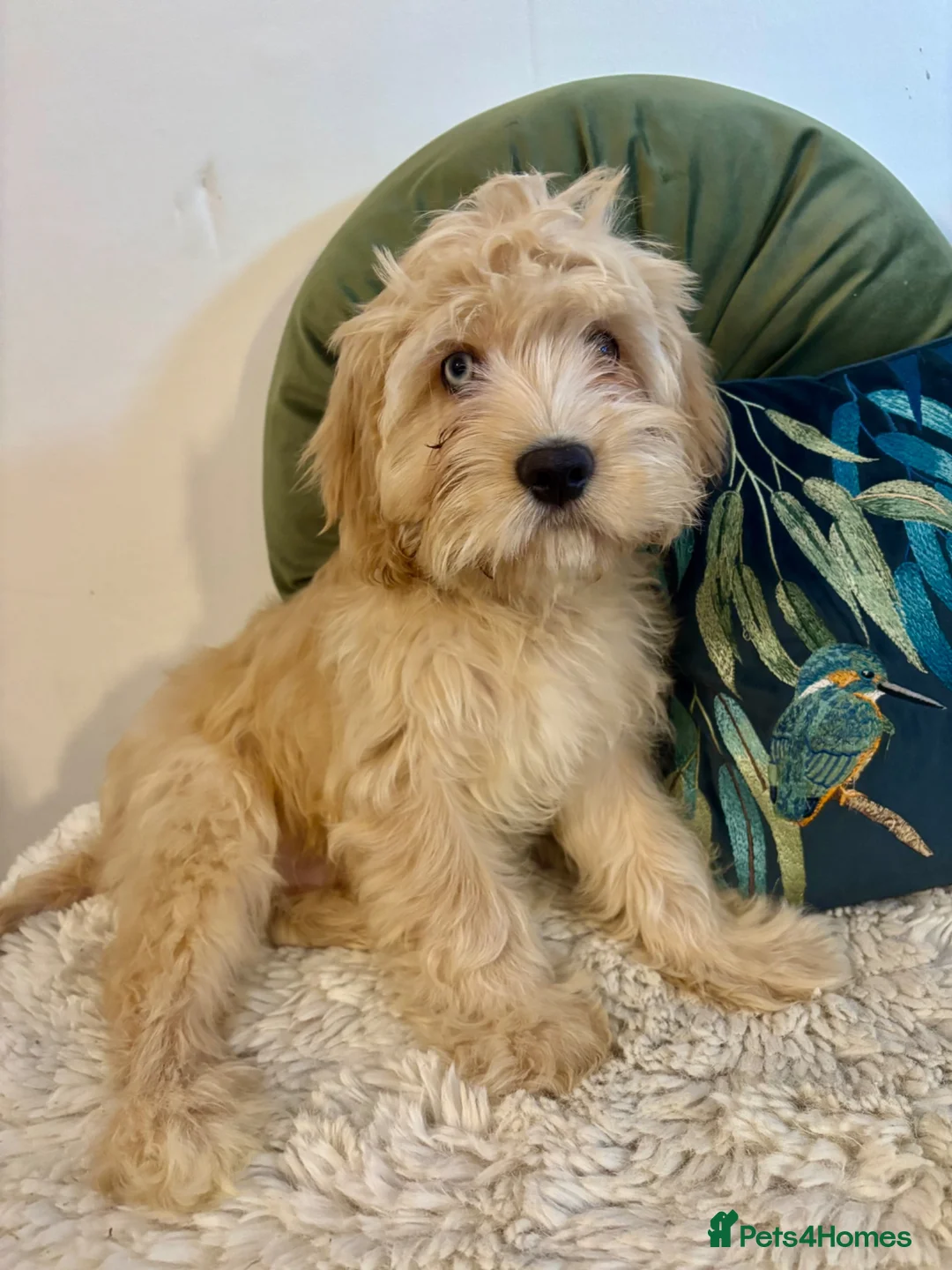 Cavapoo dogs for sale: Last boy REDUCED, FULLY VACCINATED, 5 STAR F1b - Advert 1